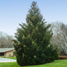 Norway Spruce Tree