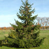 Norway Spruce Tree