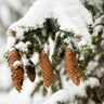 Norway Spruce Tree