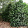 Oak Leaf™ Holly Tree