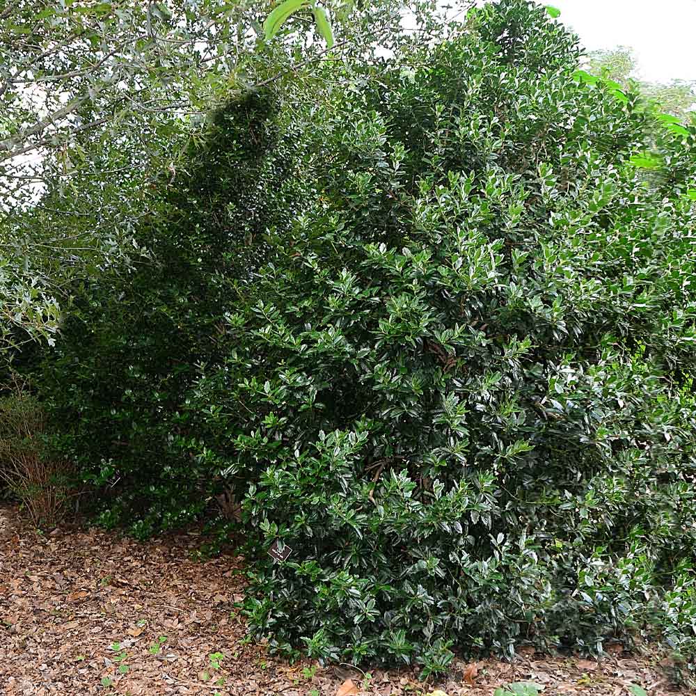 #2 - Oak Leaf™ Holly Tree