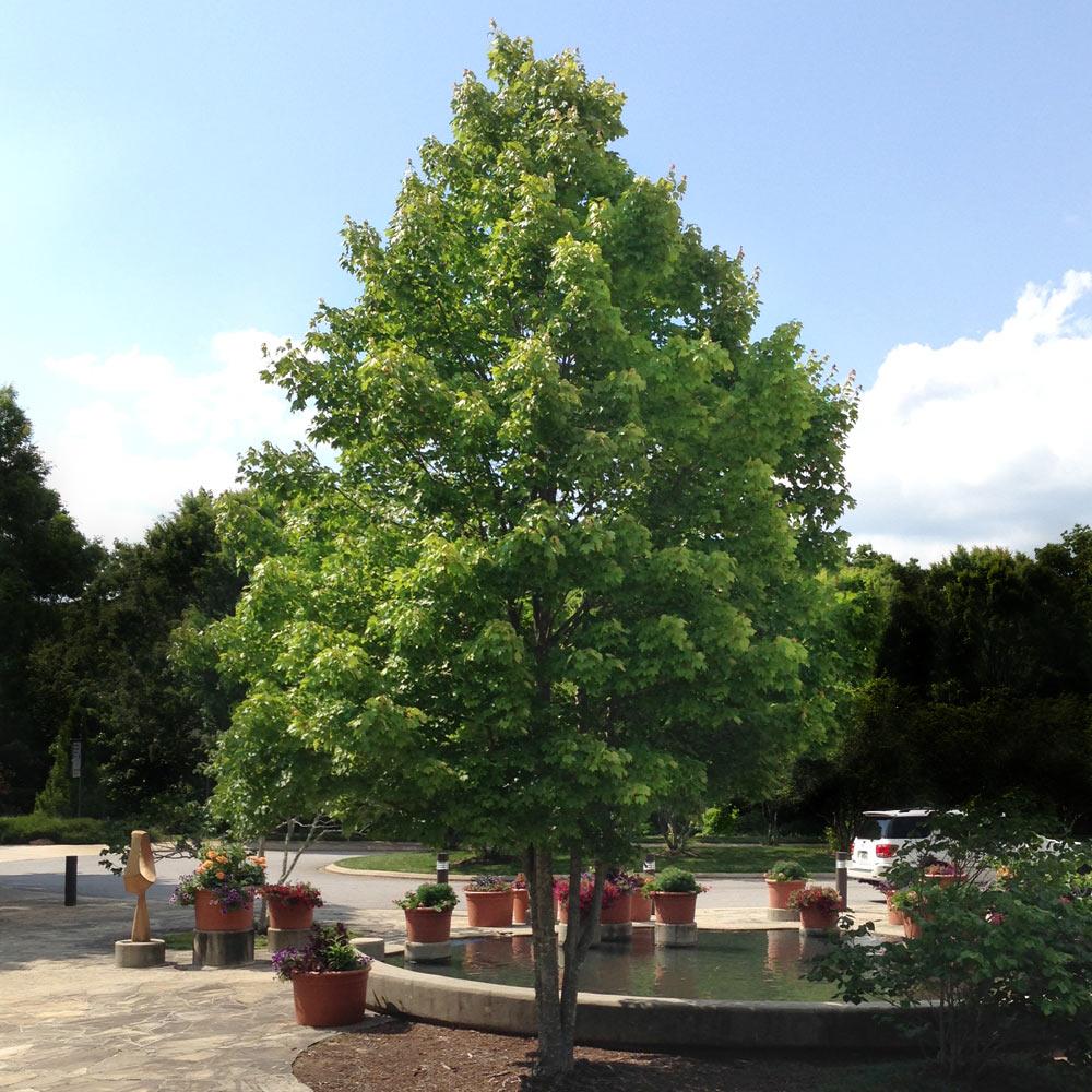 #3 - October Glory Maple Tree