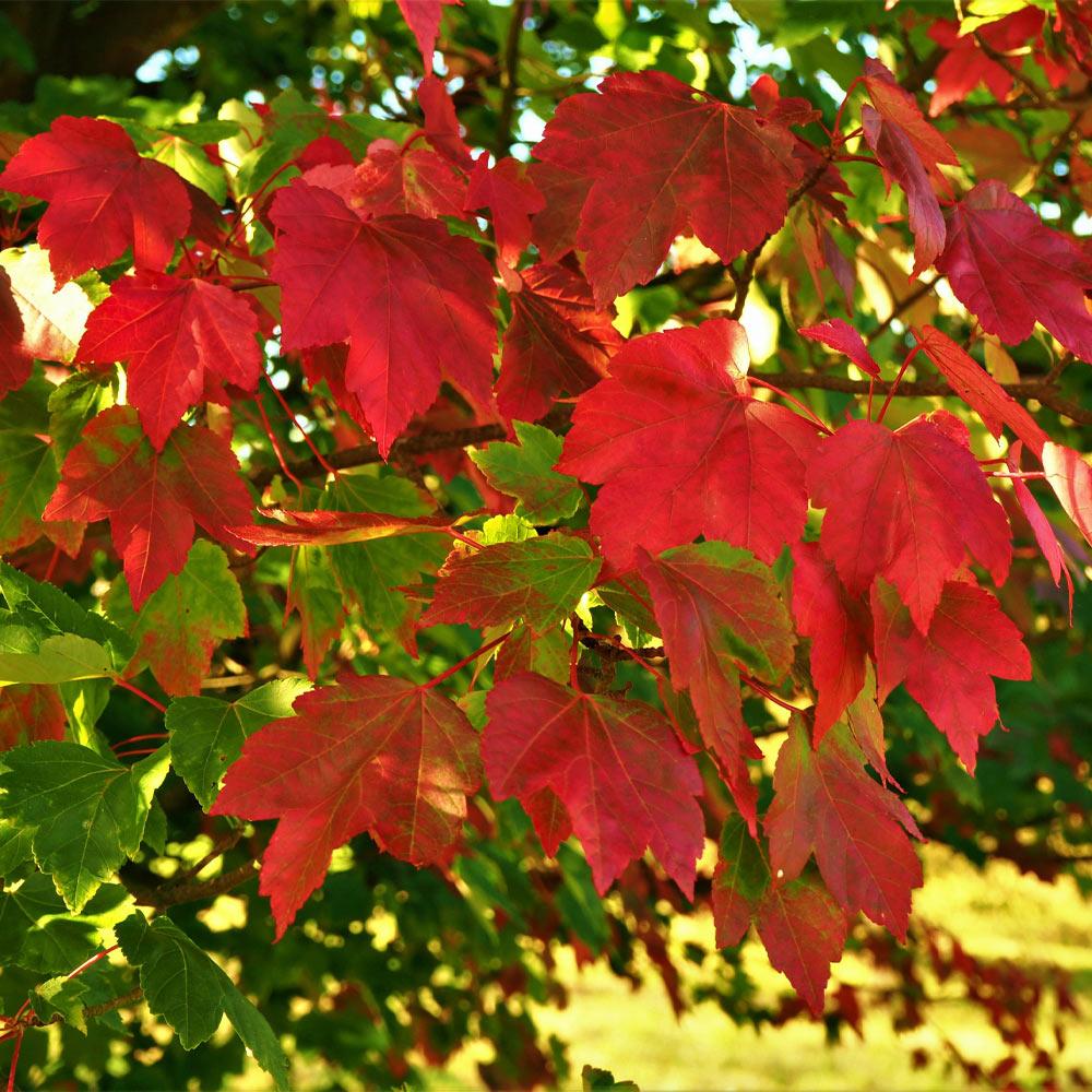 #2 - October Glory Maple Tree
