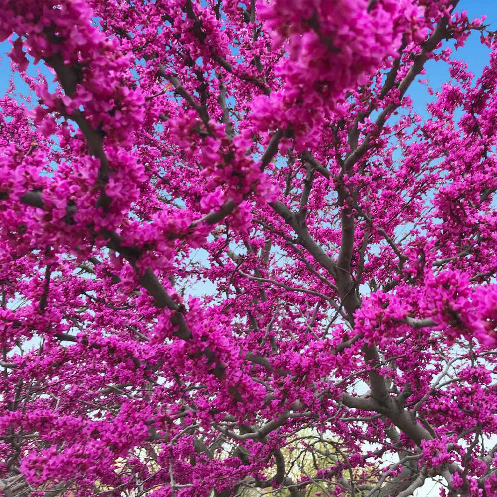 #2 - Oklahoma Redbud Tree