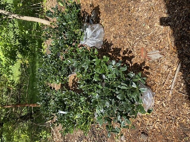 The Nelly Stevens Holly that