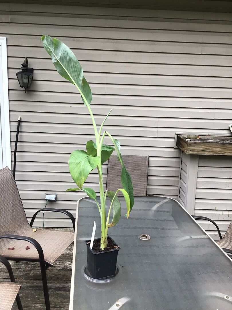 The tree was much bigger than I expected. It seemed healthy and happy. Delivery was prompt. I can’t imagine a better transaction.