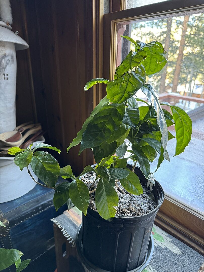 The plant arrived healthy and