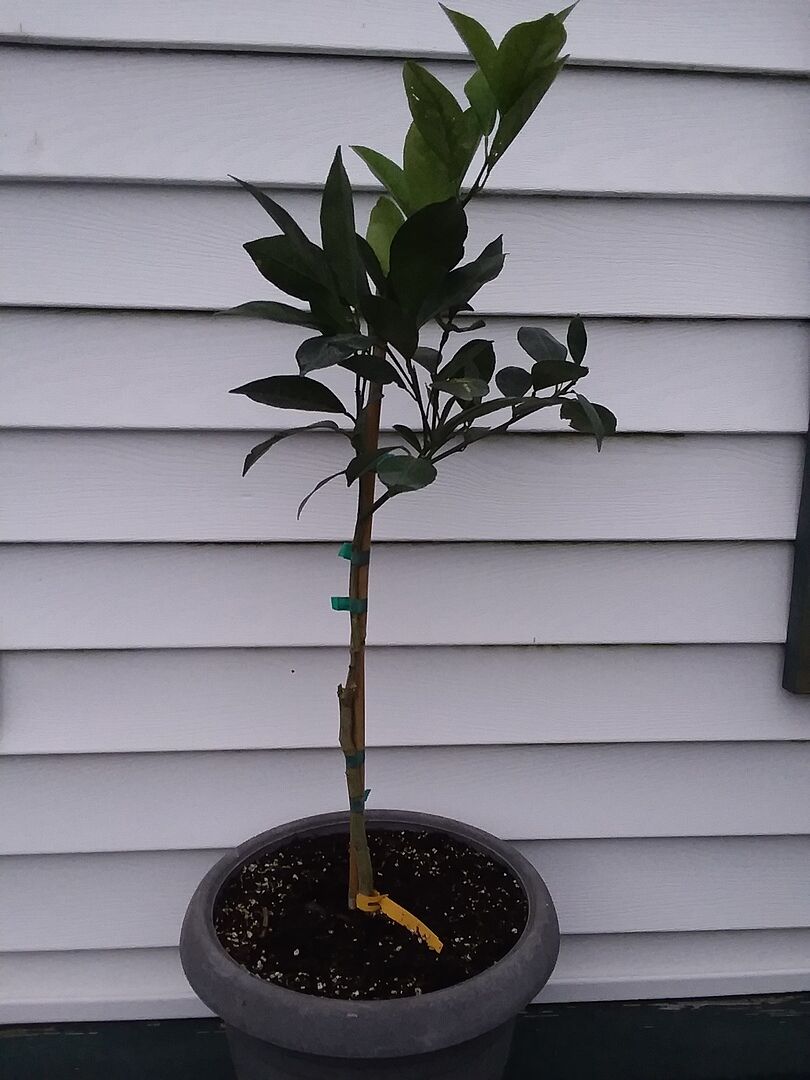 Beautiful little tree