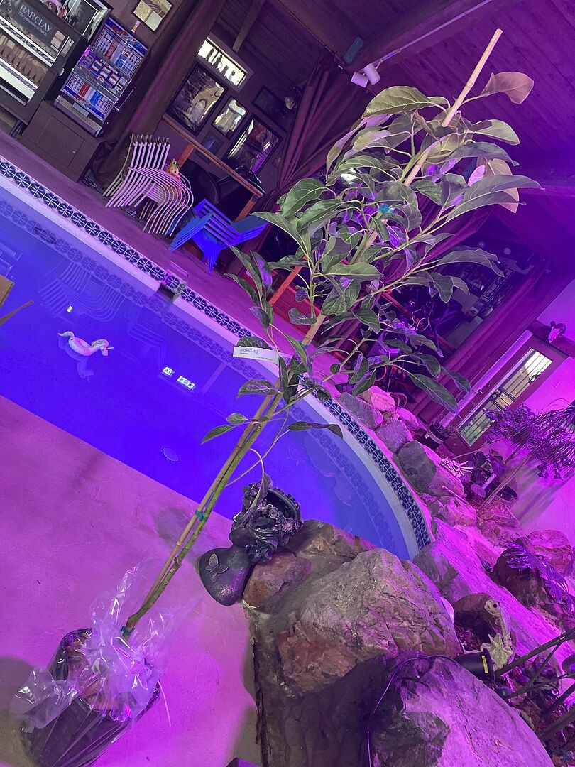 Came nicely packaged and well