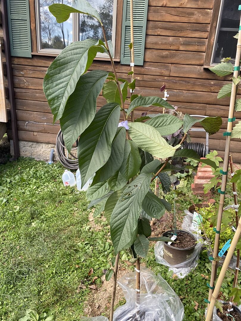 One PawPaw arrived with a