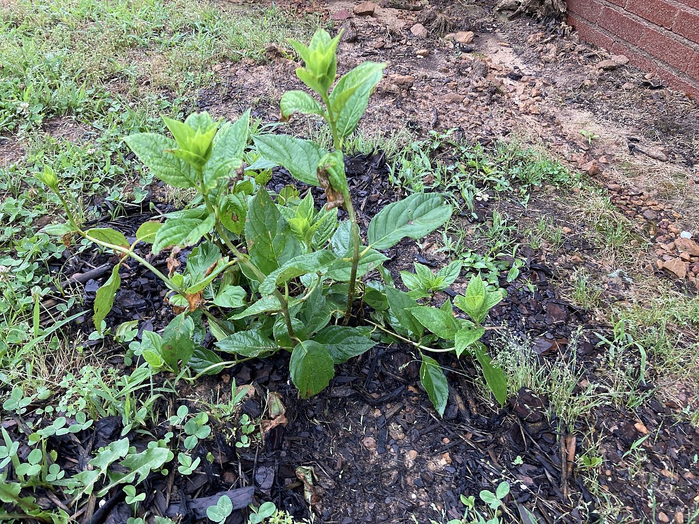 Little lime hydrangea