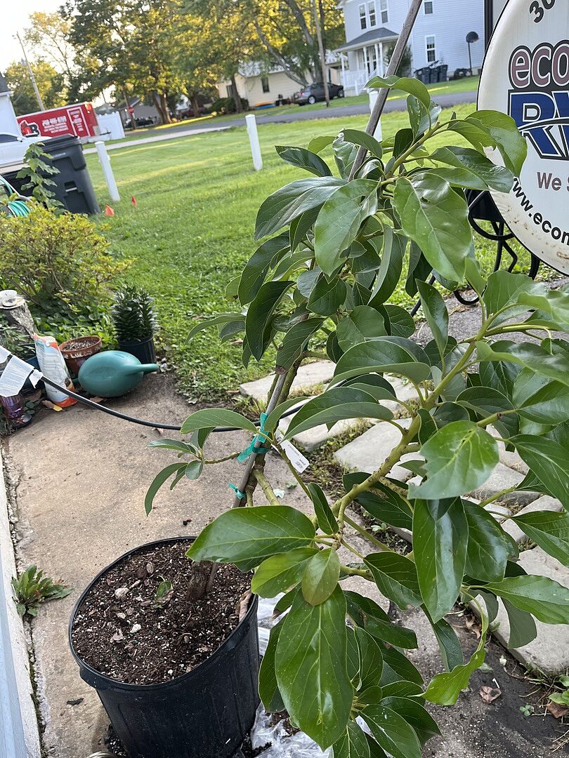 7Gallon Patio Avacado Trees