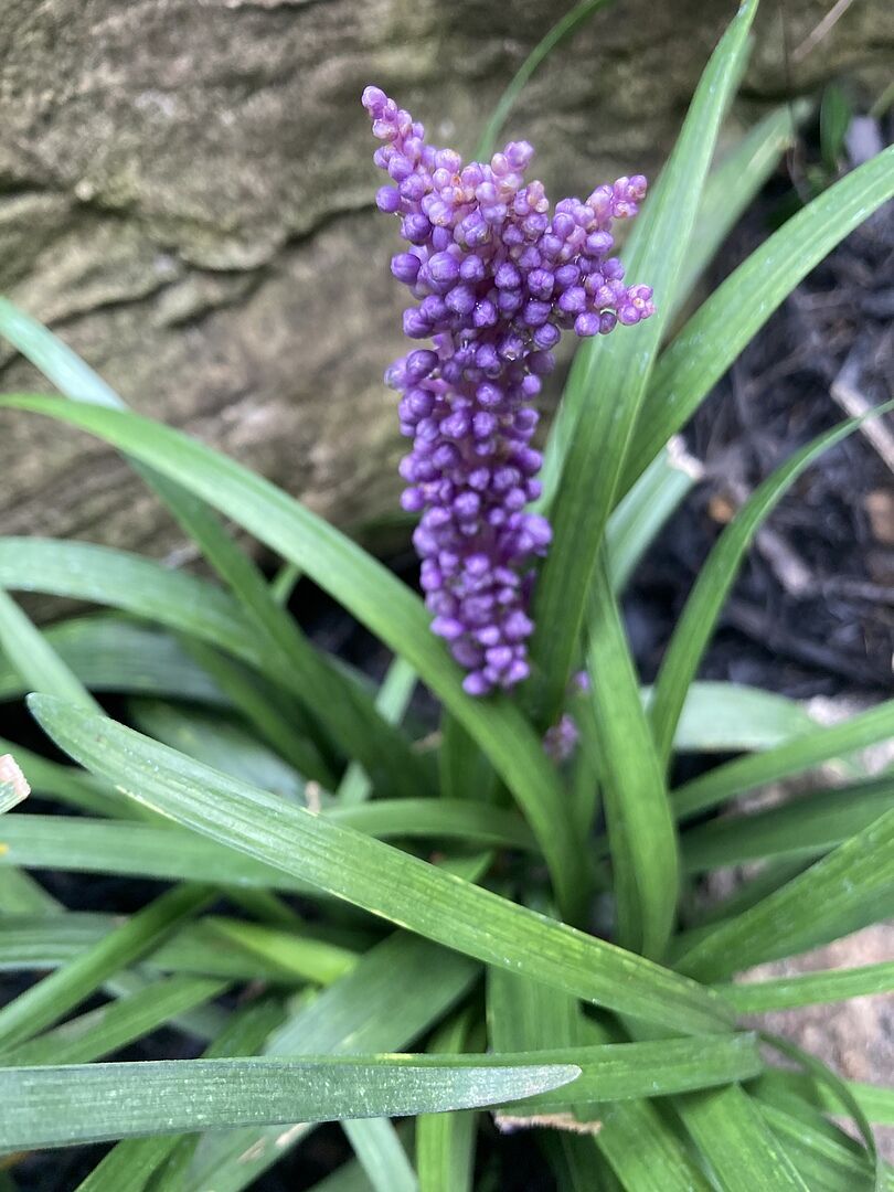 Media from review #1