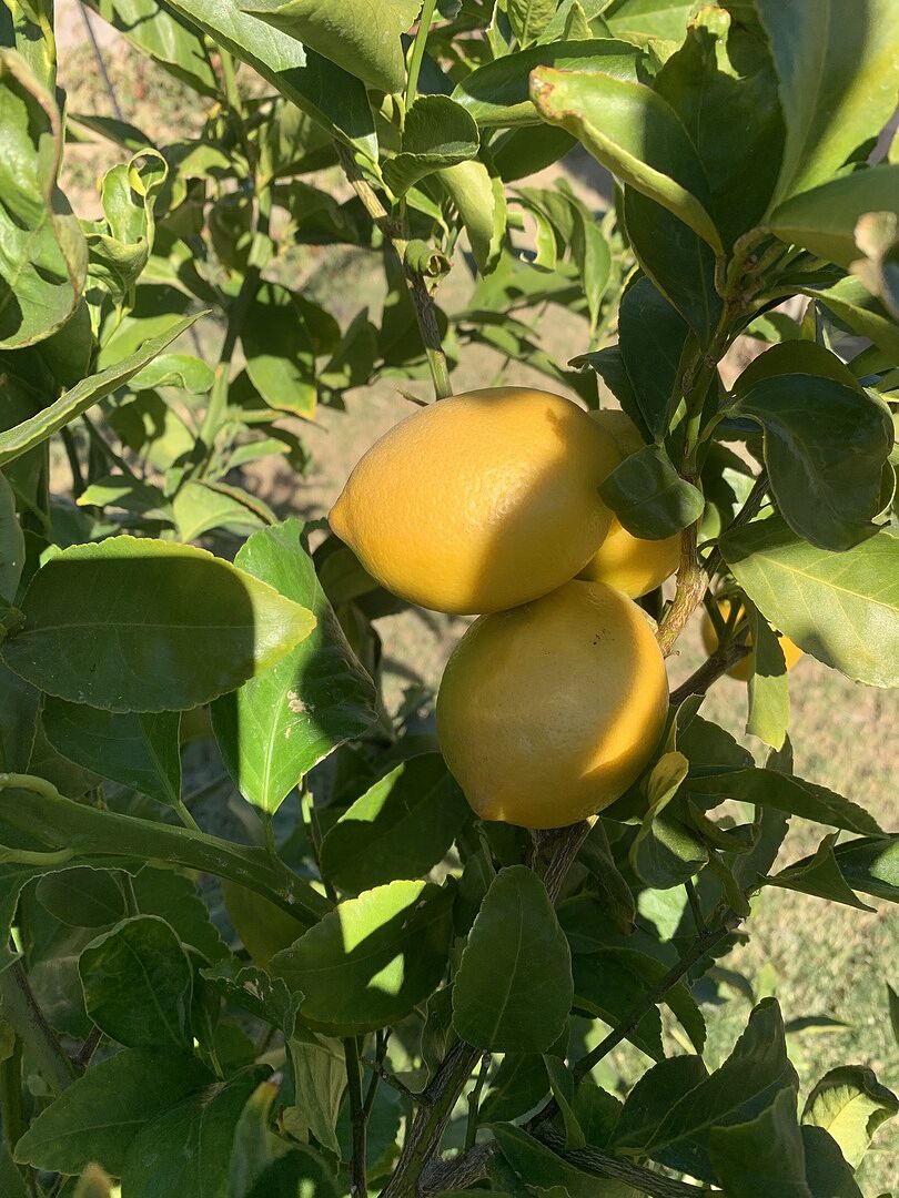 Media from review #3