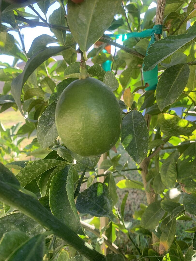 Media from review #4