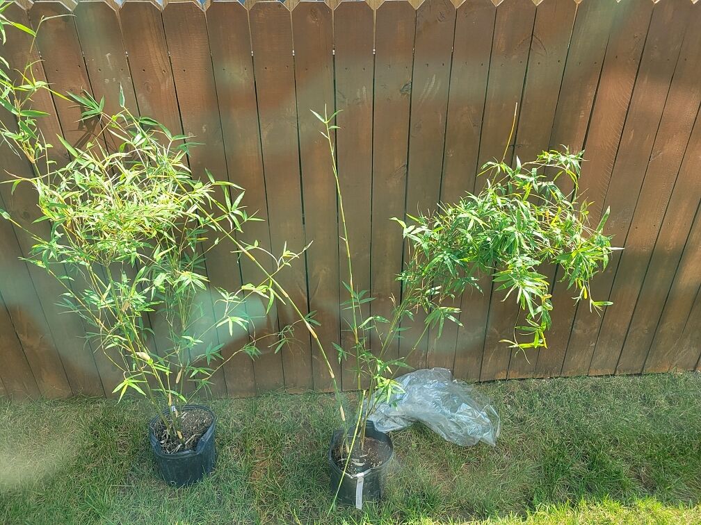 Never buy plants online, lesson learned