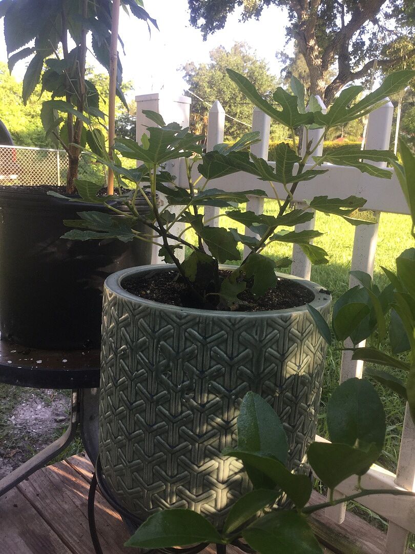 Arrived in couple of weeks