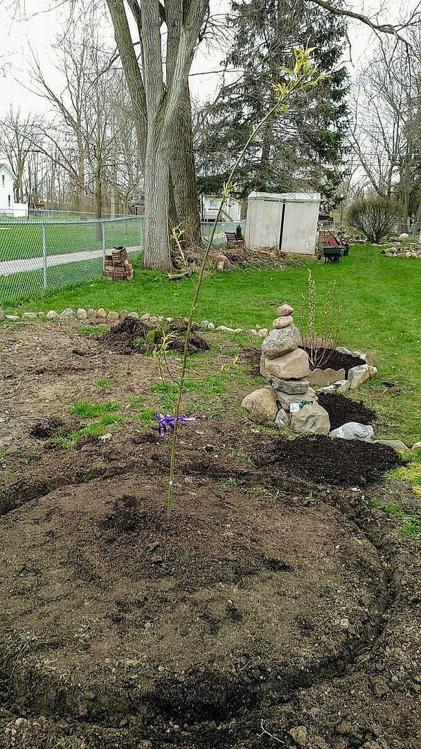 6-7 foot weeping willow