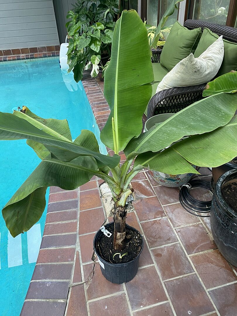 Great plant, great packaging, great