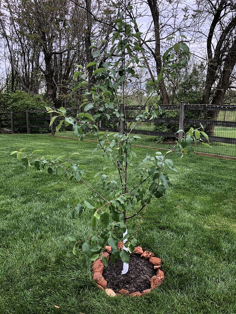 I hope it’s a dwarf