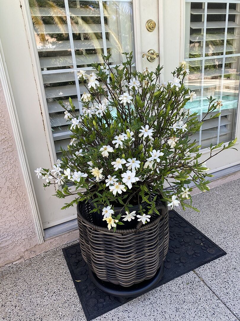 The shrub was a gift.