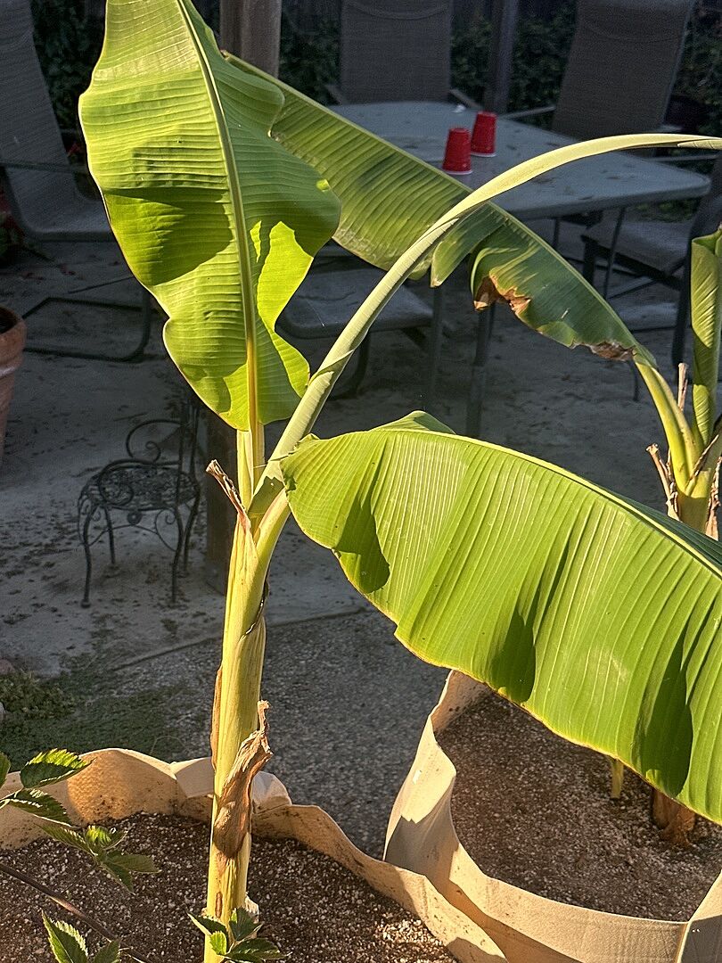 Ice cream banana tree got