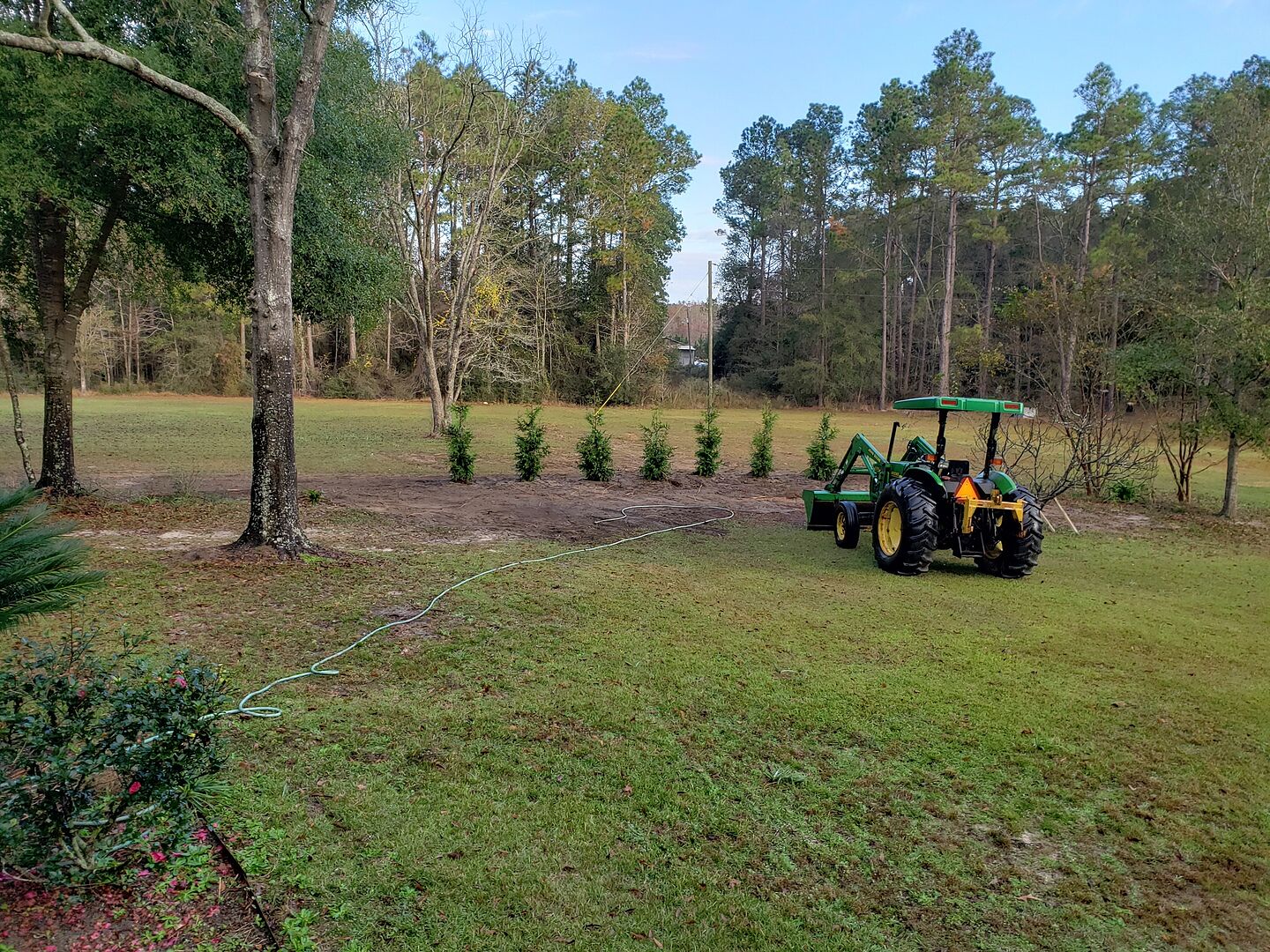 The trees look great and