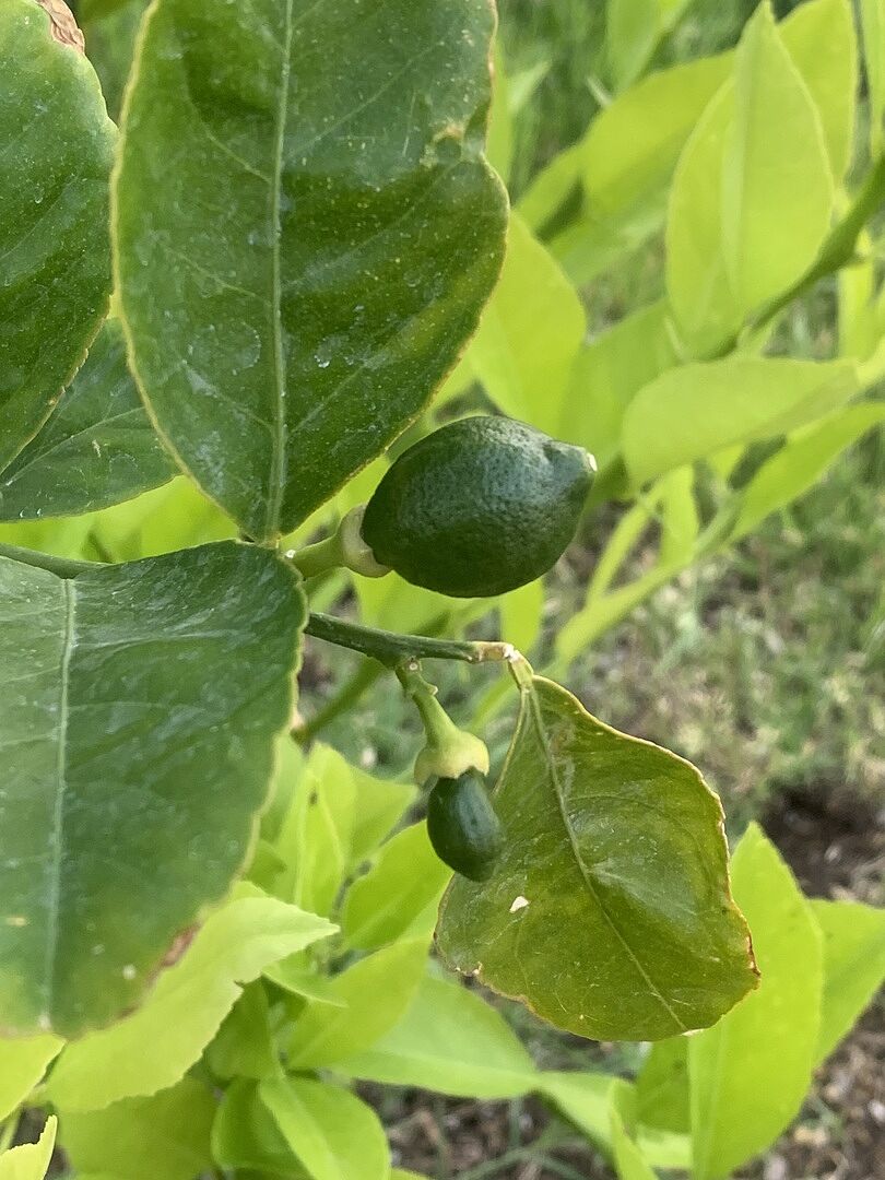 Media from review #8