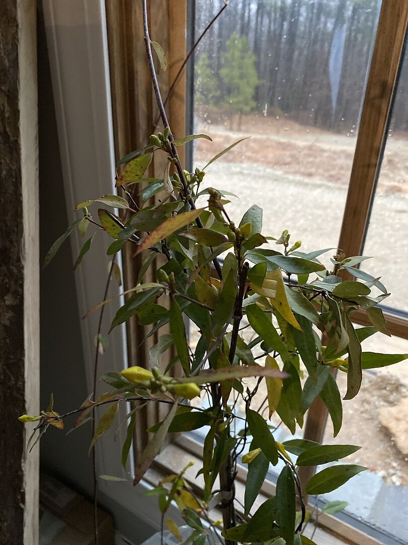 Vines tall, however many leaves