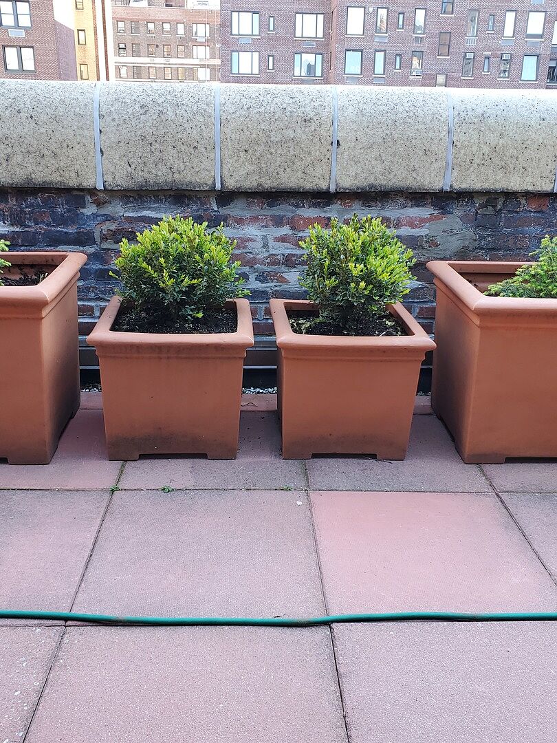 Beautiful,the size promised and flourishing!