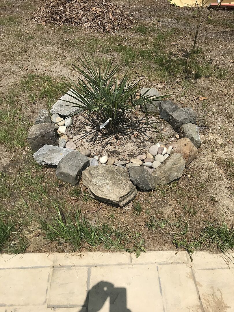 The two palms came with