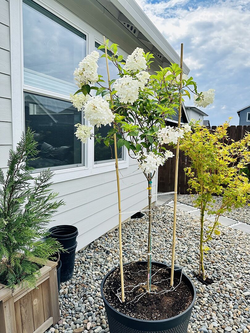 Such a beautiful tree!