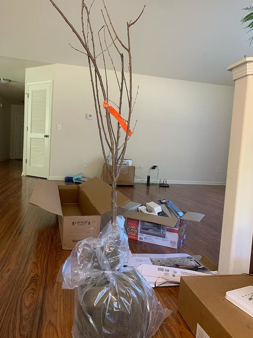 The cherry tree exceeded my