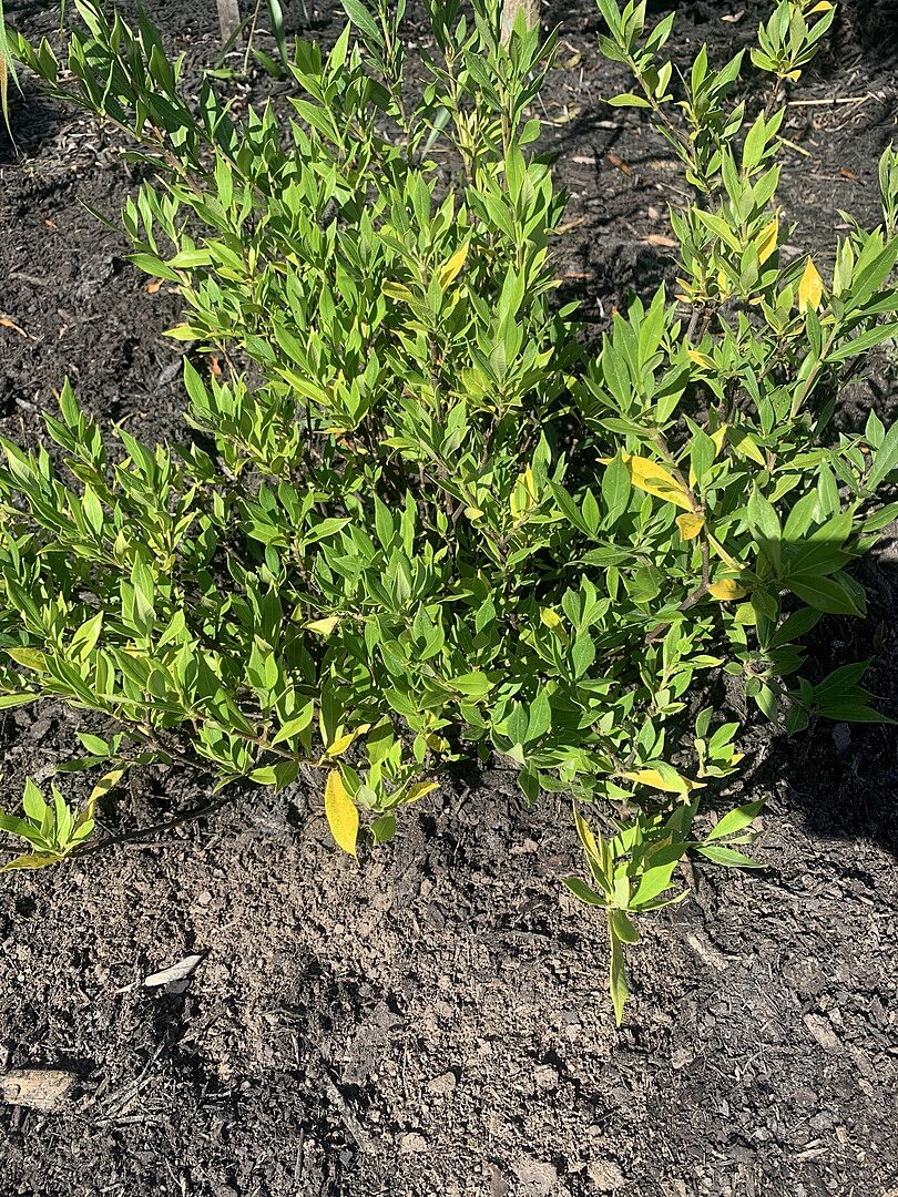 5 Frost Proof Gardenia Shrubs