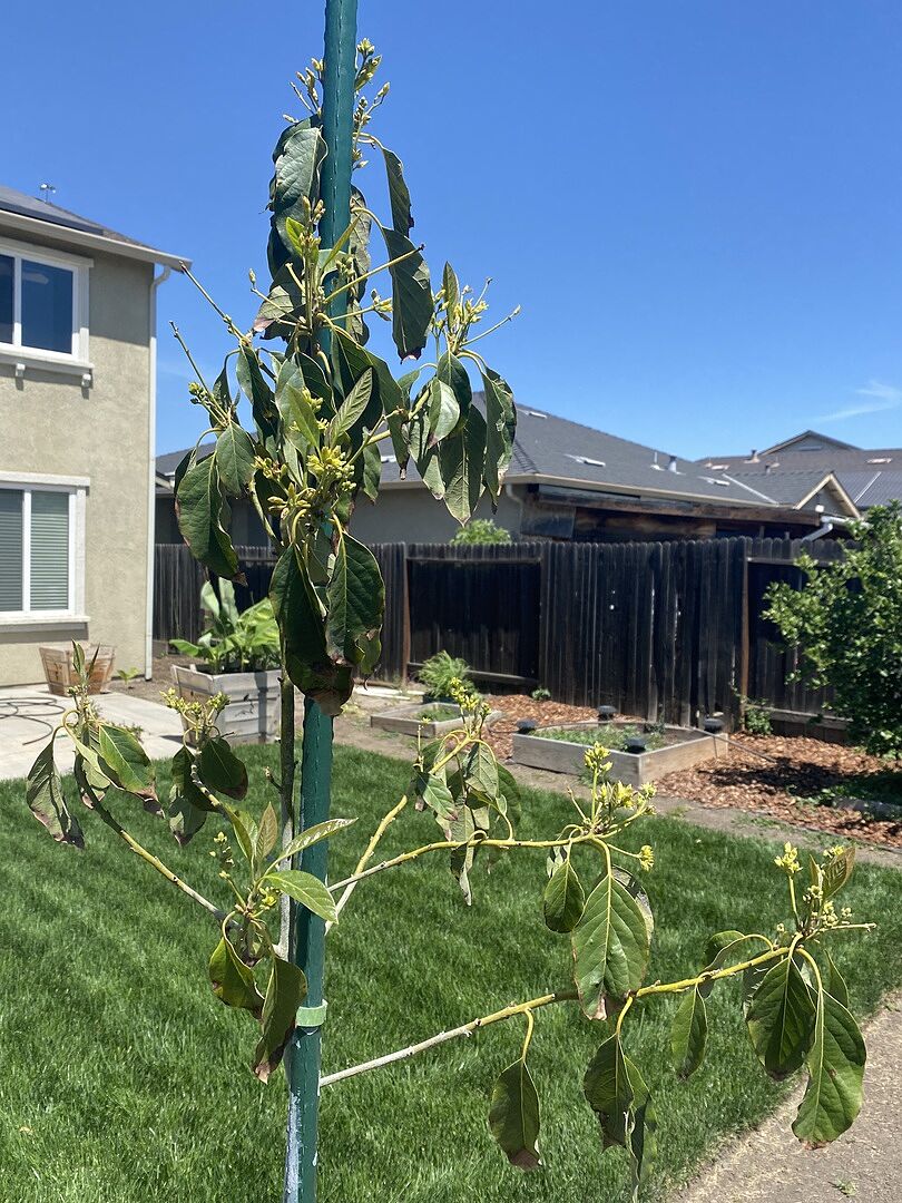 Cold Hardy Avocado Tree