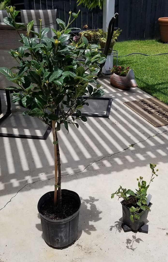 Review for the blackberry plant is in my gardenia review and copied here