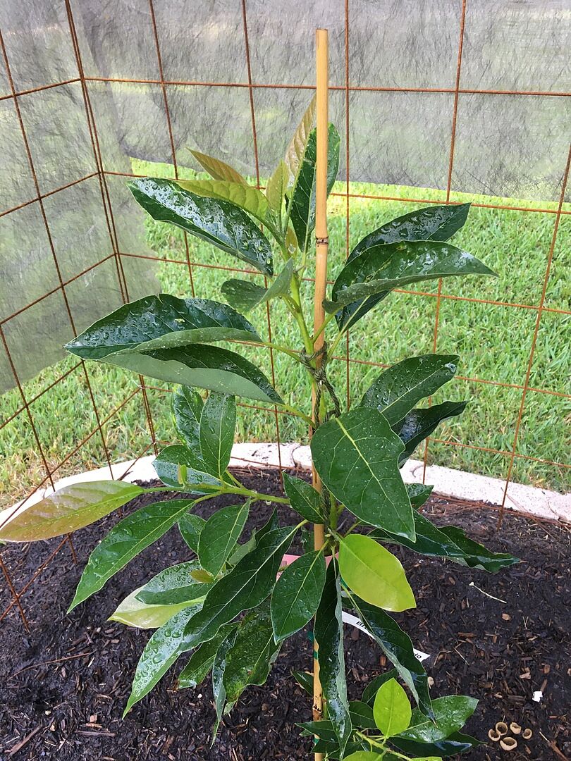 Both trees were securely and