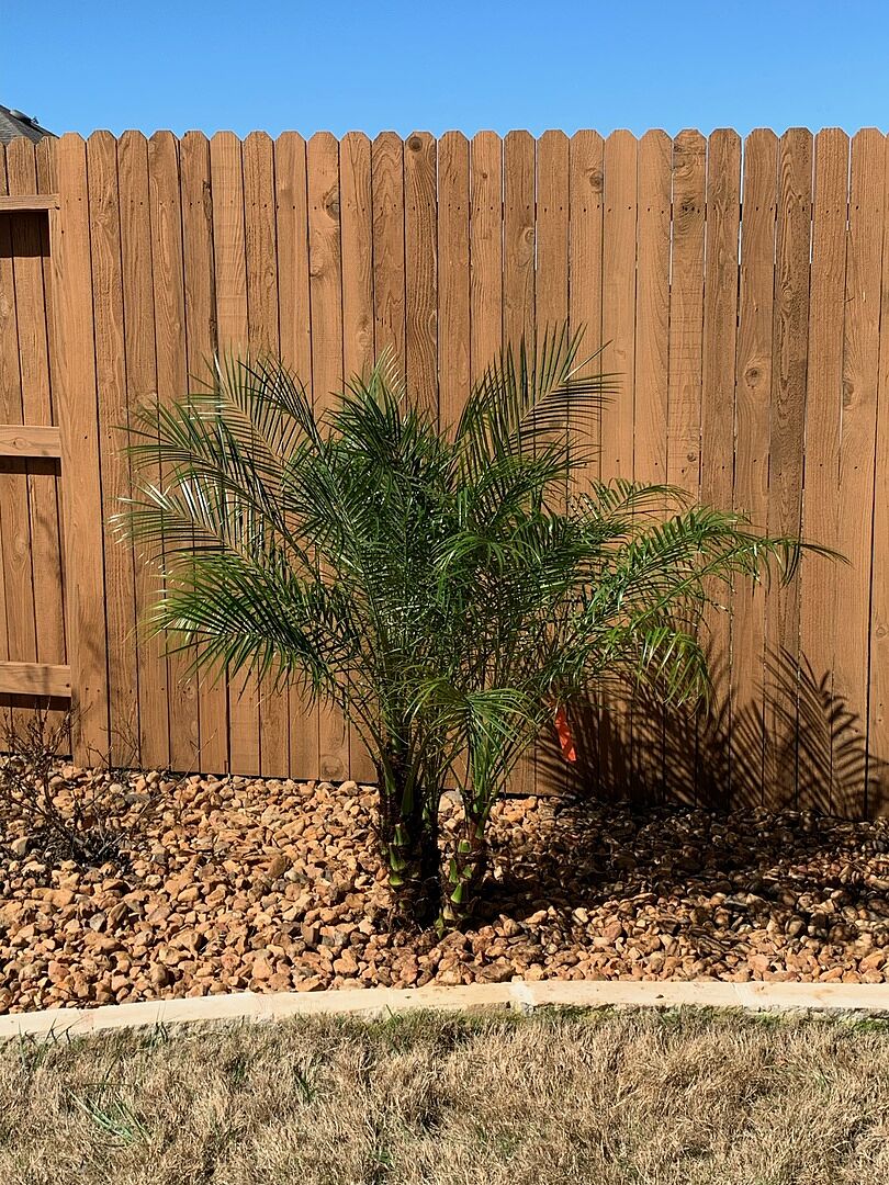 Beautiful Pygmy Date Palm