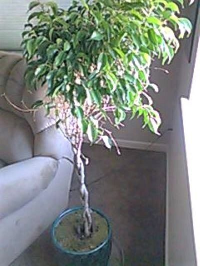 IT'S BEAUTIFUL RIGHT OUT OF THE BOX