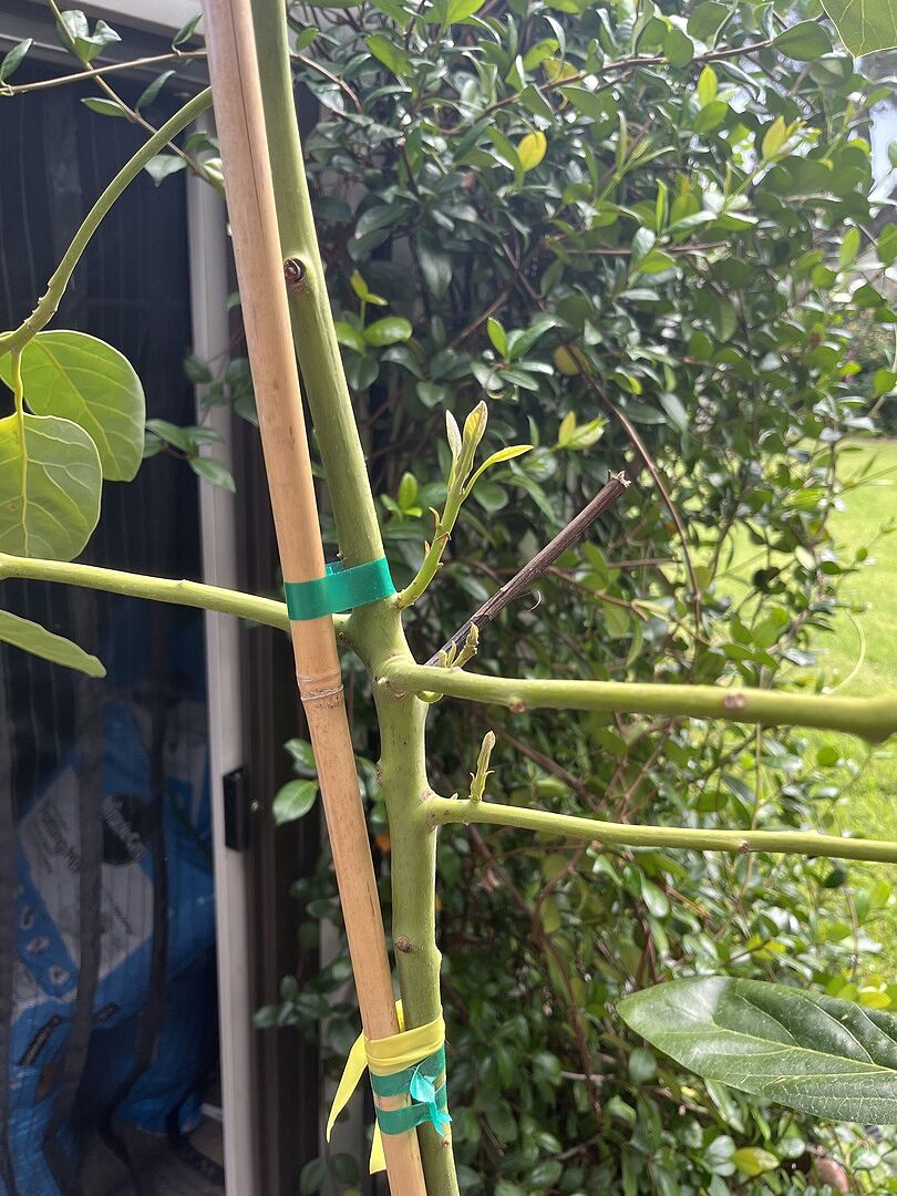 My tree was beautiful and