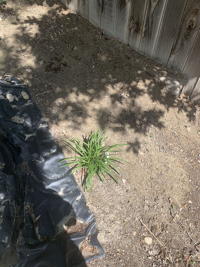 Big Blue Liriope plant arrived