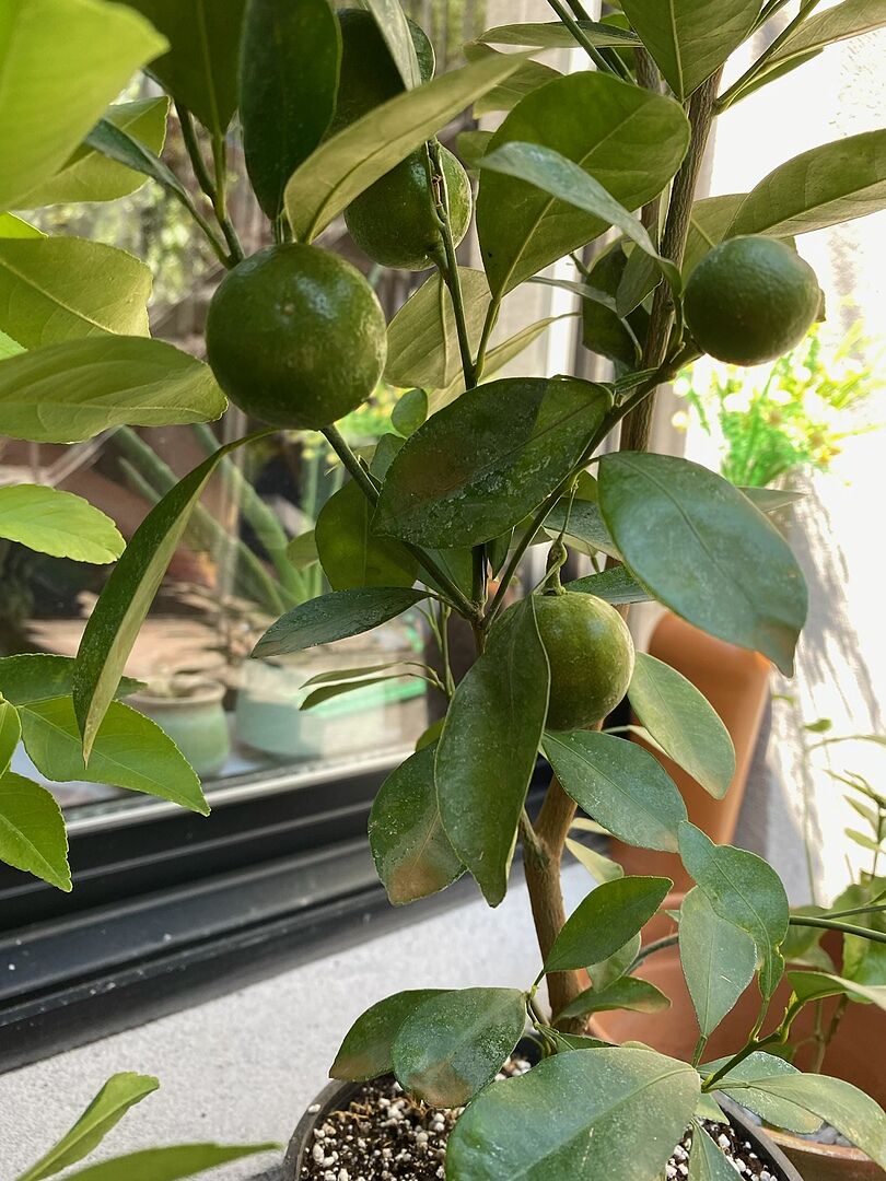 Very nice and fast shipping!