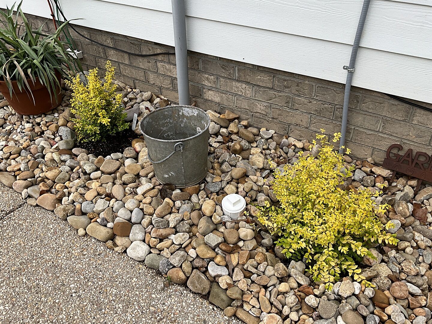 Nice looking privet shrub