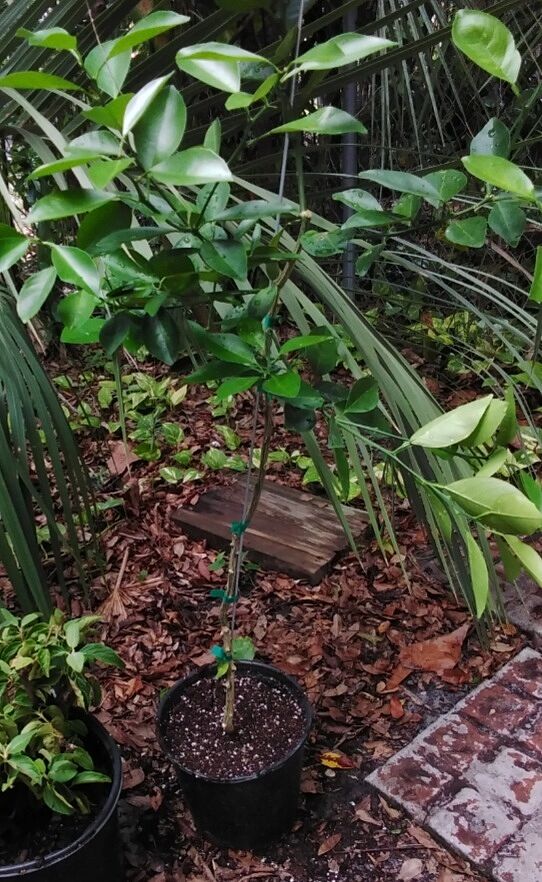 Beautiful and strong