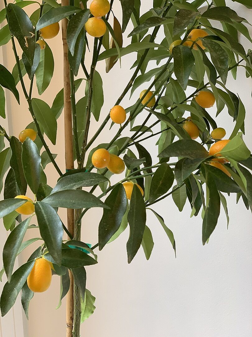 Healthy, good looking tree that fits my spot