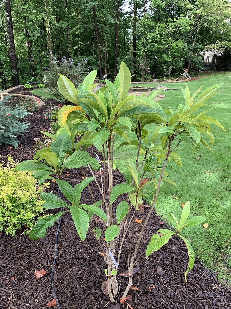 Loquat Tree
