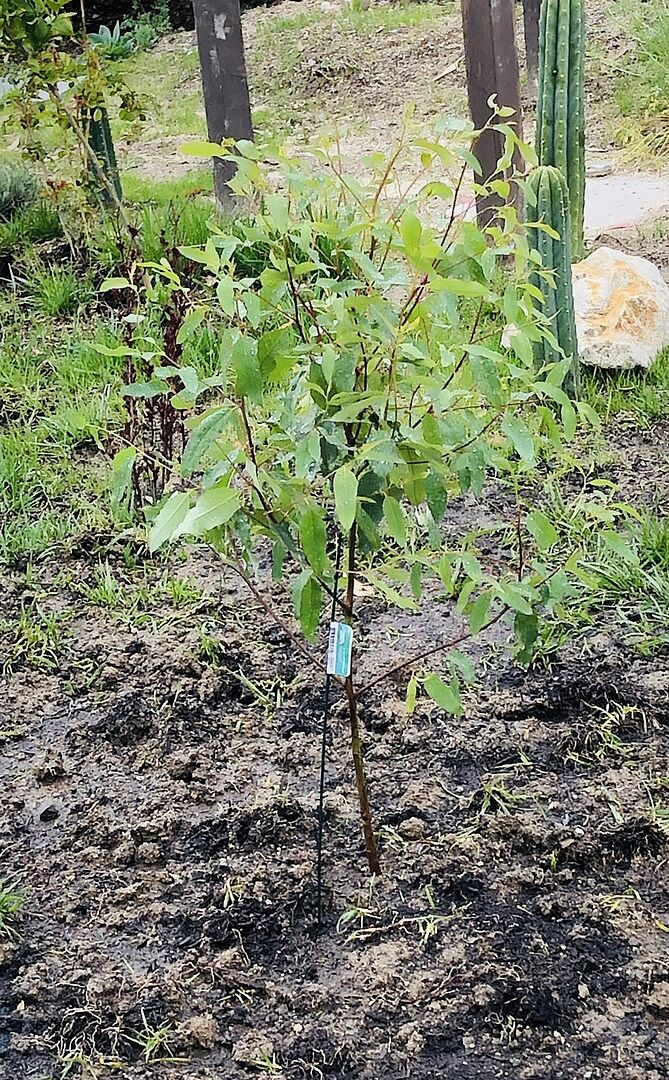 Beautiful Rainbow Eucalyptus tree!