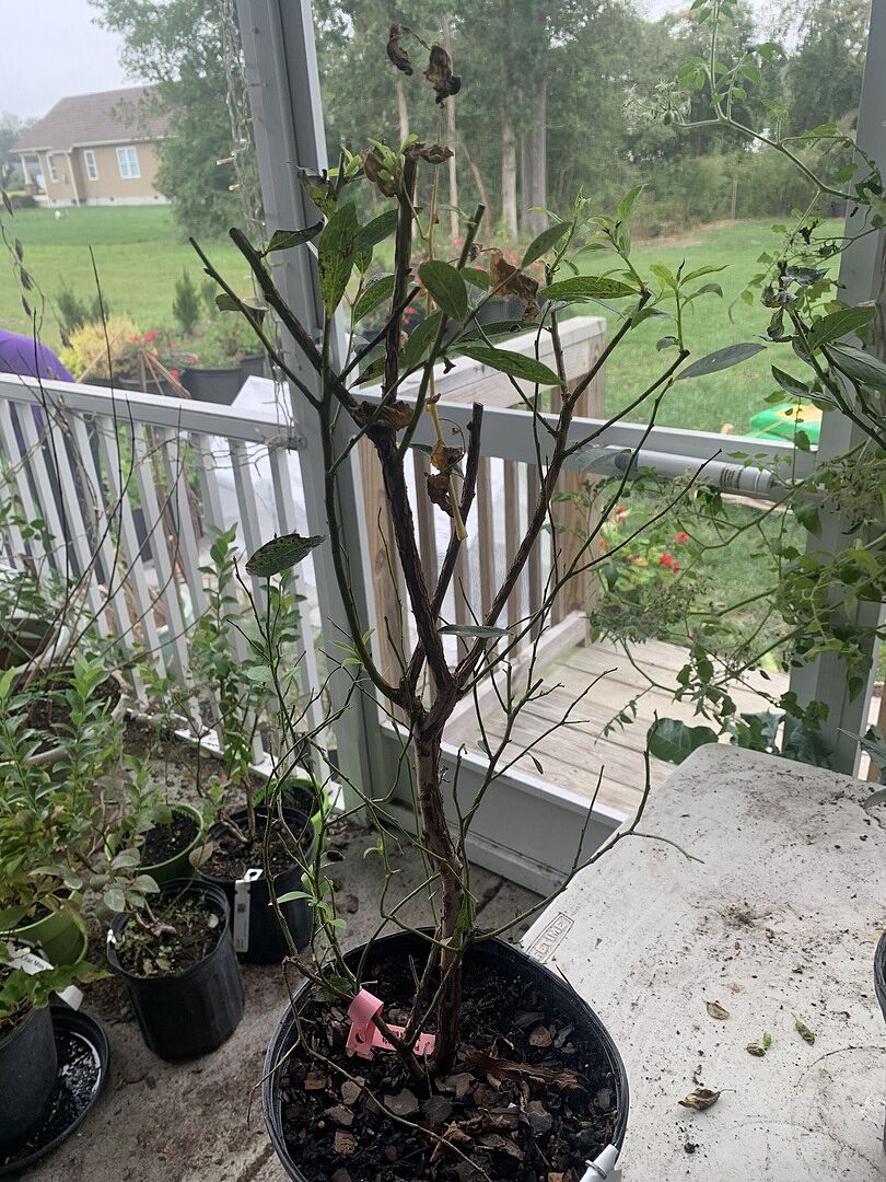 I bought six plants to