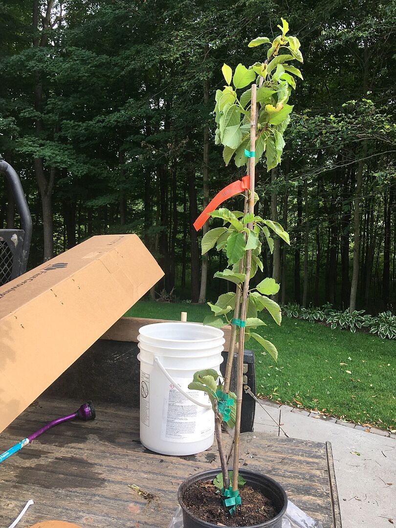 Tree was very healthy and