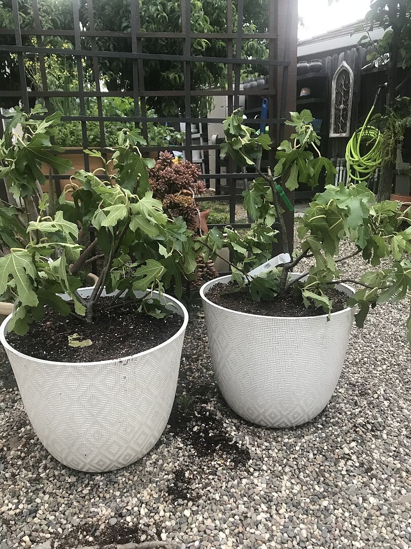 My trees arrived in great